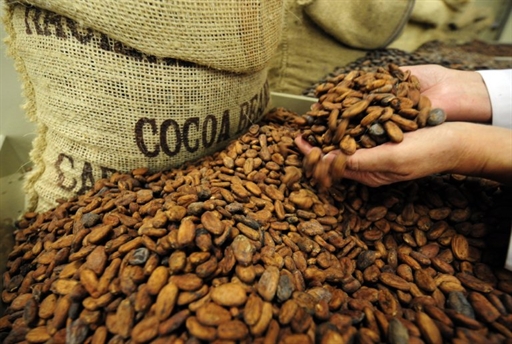 cacaobonen 1