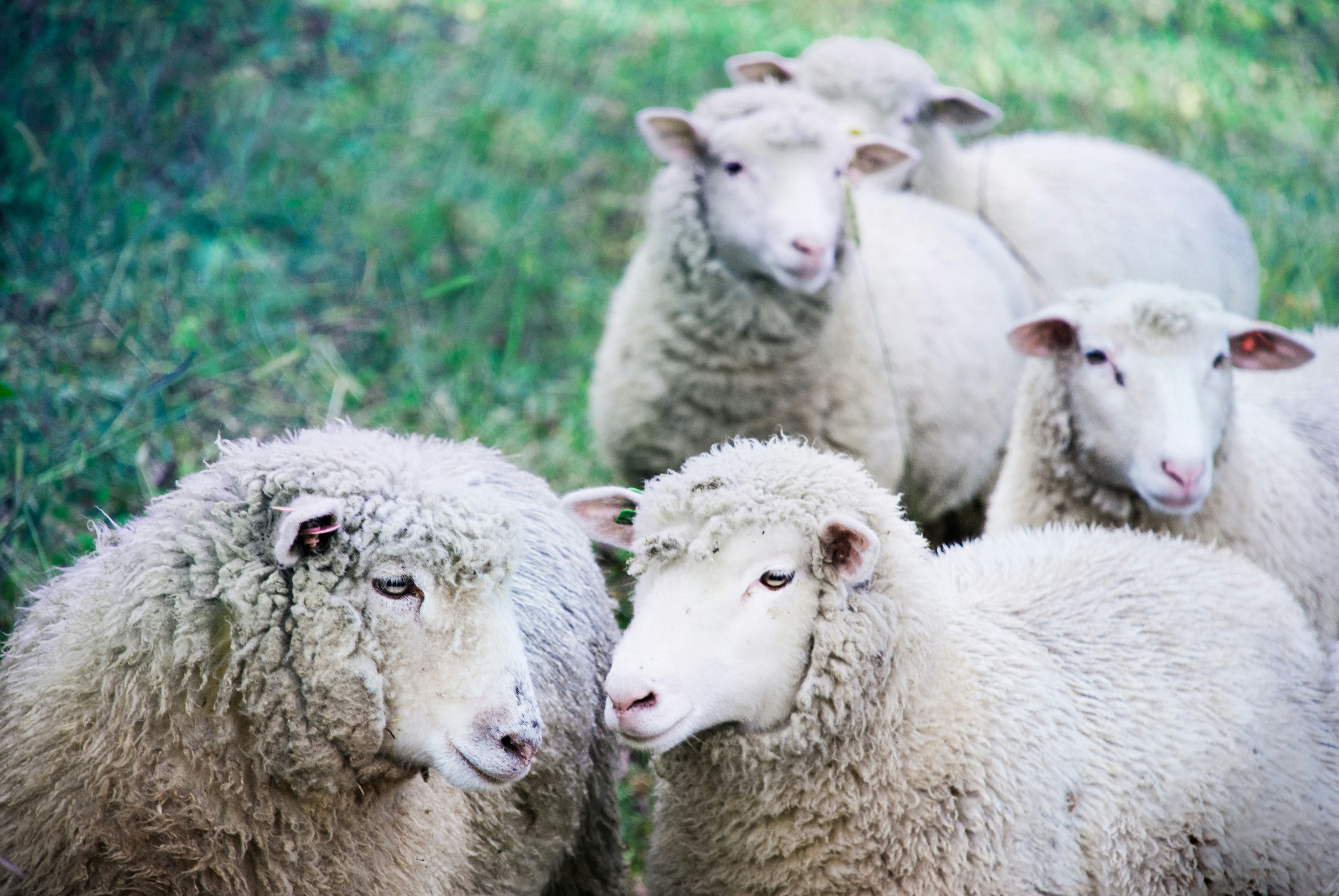 Schaap